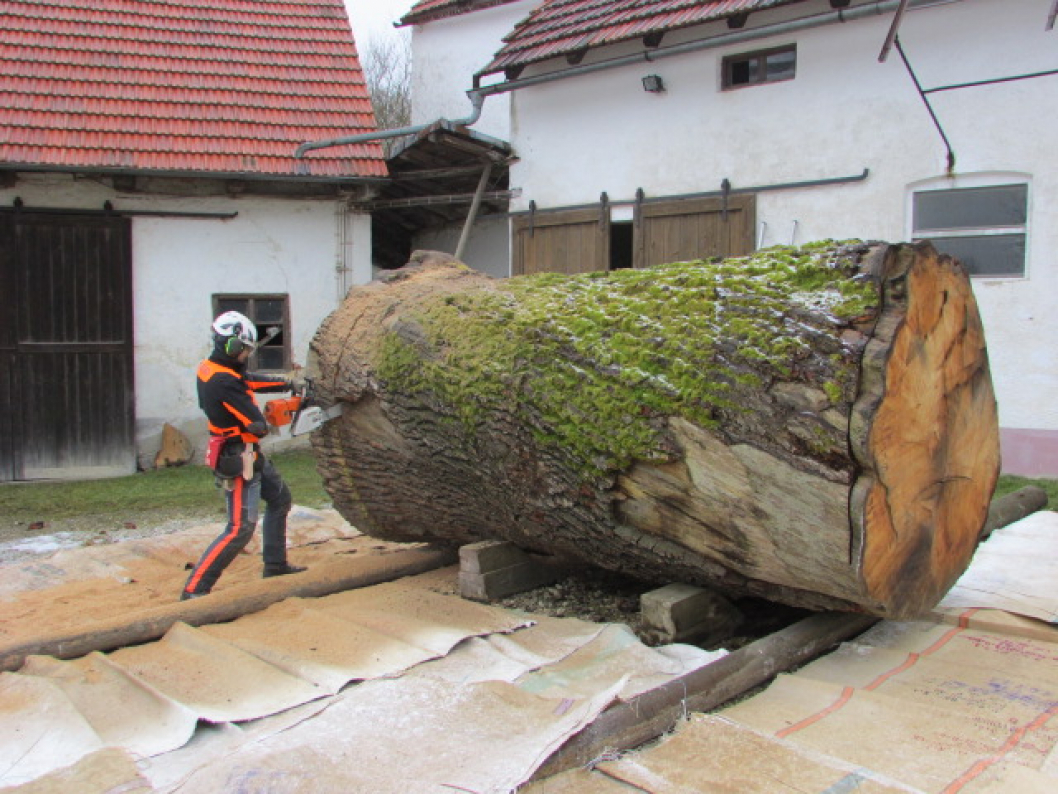 first big oak with 140 cm diameter