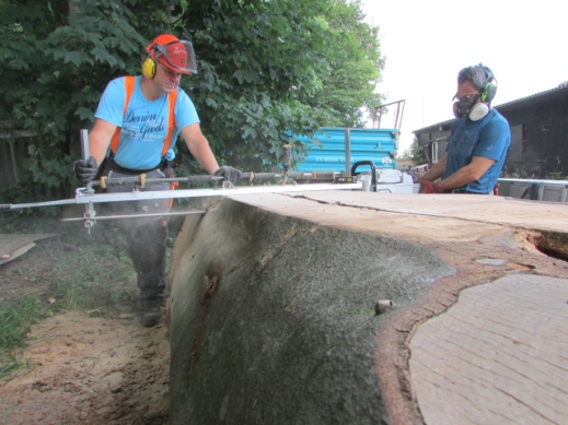 Mobilsäge-BW milling into a massive historic beech tree trunk with a diameter of approximately 140 cm in Stuttgart