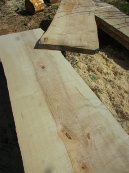 sycamore maple