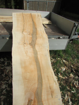 sycamore maple