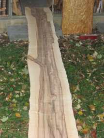 sycamore maple