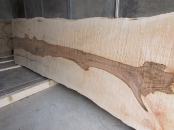 sycamore maple