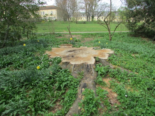 Beech tree trunk and root remnants in the ground at the University of Hohenheim, felled in February 2017 by Stihl