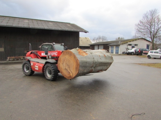 beech log section transport with caterpillar