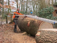 Eiche 140 cm nahe Bremen
