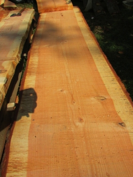 beautiful douglas fir