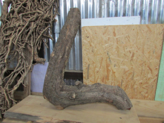 curved oak branch