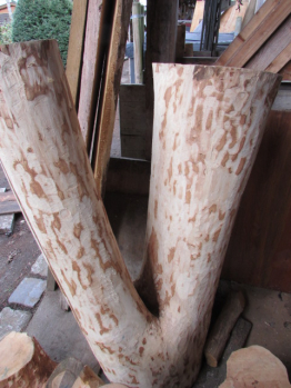 Eschen Baumhose