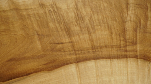 wood detail cucumber magnolia tree