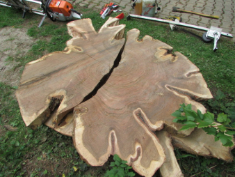 Baumscheiben Rohling Eiche