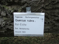 Plakette historische Roteiche aus einer Parkanlage nahe Stuttgart gepflanzt 1820