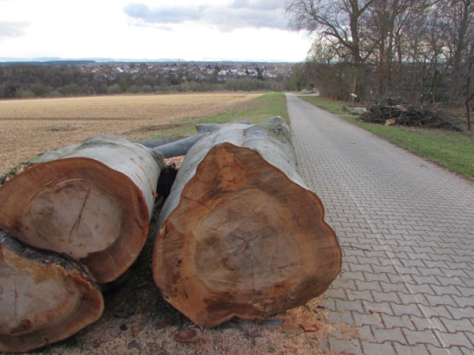 Beech log sections before being milled in July 2017
