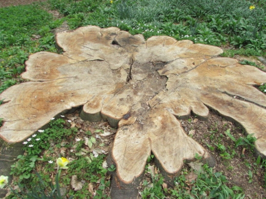 remaining root from beech stem at university of Hohenheim