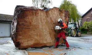 Kauri Wurzel 220cm