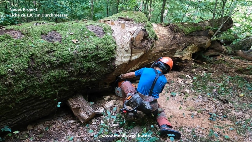 alter Eichenstamm