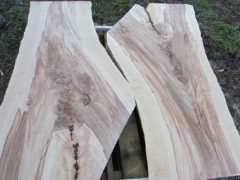 beech fork with red core
