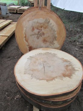beech discs