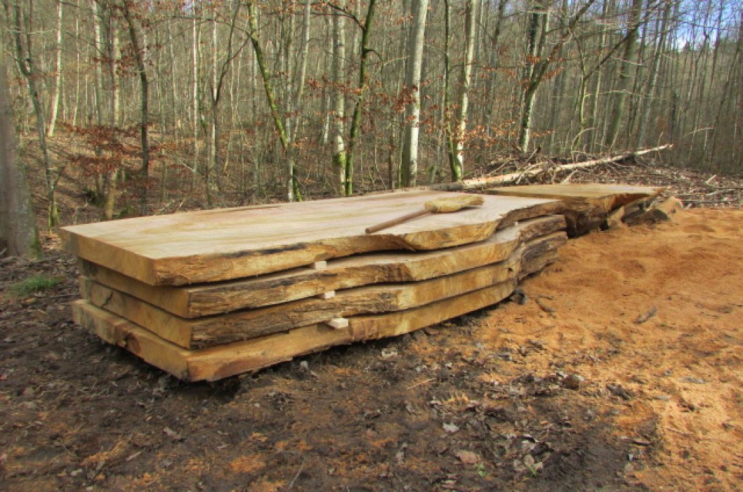 Baumstammscheiben Eiche