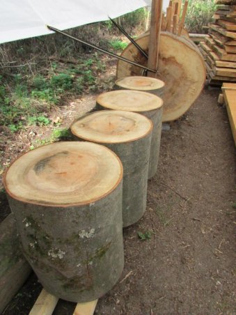 beech log sections