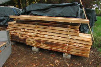 cedar trunk