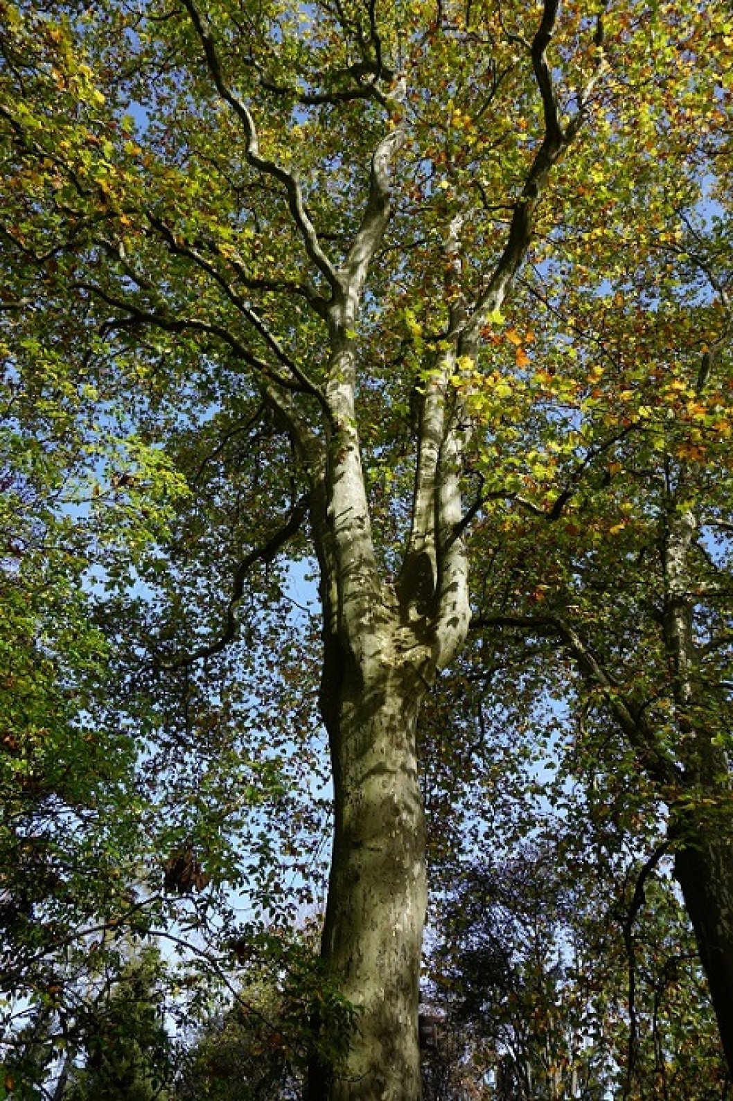 Sycamore