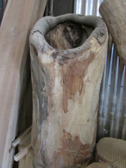 horse chestnut half hollow
