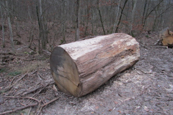 Eichenstamm 260x110cm