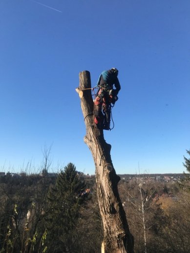 Baumfällung Stuttgart