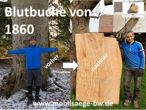 copper beech from 1860