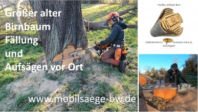 milling old pear tree