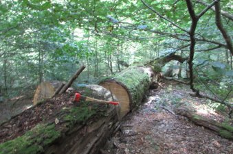 alter Eichenstamm im Wald